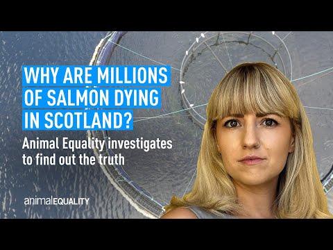 Why are millions of salmon dying in Scotland?