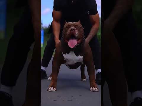 #Dogs transformation#shortvideo #viralvideo