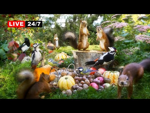 🔴24/7 LIVE CAT TV NO ADS😺 Squirrels & Cute Birds with Beautiful Forest Sounds