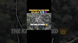 the fastest living creature in the world #trending #animals #cheetah #peregrinefalcon #falcon #birds