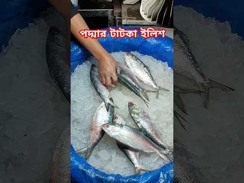 কিছুদিনের তুলনায় বাজারে মাছের দাম কিছুটা কম 😐 Fish Market