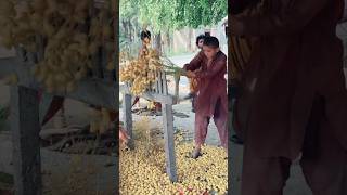 Dates harvesting 😍😍 | Dates Farming | Village Life | Traditional Life Pakistan