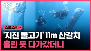 '지진 물고기' 11m 초대형 산갈치…신비로운 모습에 다가간 다이버 / SBS / 스브스픽