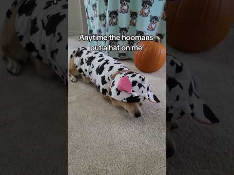 What do you think of @PawsitivelyPhoebe ’s Halloween costume? 🐮🎃 #corgi