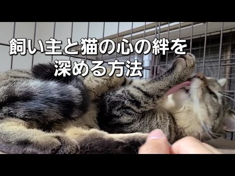 「猫の喉鳴らしを理解しよう！飼い主と猫の心の絆を深める方法」