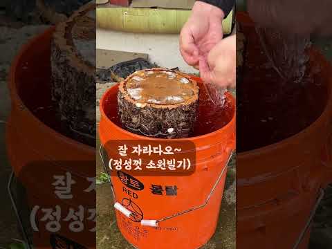 표고버섯 키우기 / 표고목 / shiitake mushroom / #shorts