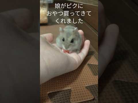 ハムスター手乗りおやつ（ピク）#ハムスター #手乗りハムスター#cute #おやつ#可愛い#cuteanimal#癒し #ふわふわ