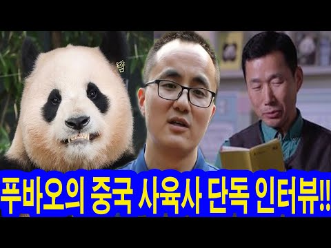 푸바오의 중국 사육사 단독 인터뷰!! 수백만 명의 사람들을 충격에 빠뜨리는 한 마디. 강바오 충격영상 CCTV 보고 핸드폰 던졌다 "푸오가 그런 짓을 하다니 절대 믿지 않는다"