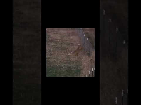 “He’s about to jump the fence!” [whitetail deer footage] | N1 Outdoors