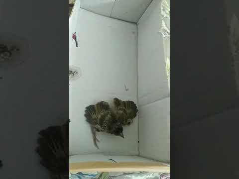 Bulbul chick#bulbul #bird#chick #birdfeeder