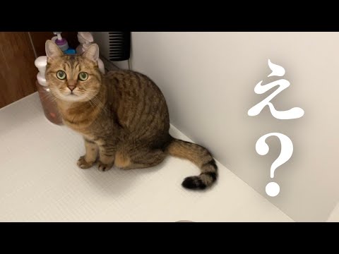 お風呂で猫が密かに予想外の行動をとっていたんだが…