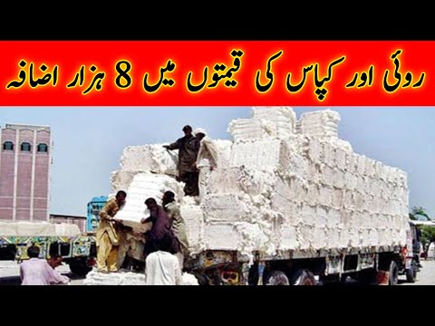 Cotton price in Pakistan|today cotton price updates|Busines ideas of Pakistan|Best ideas of business