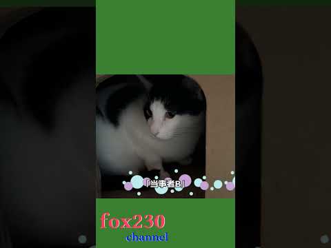 仲直り猫😅  #shorts #かわいい猫 #猫動画