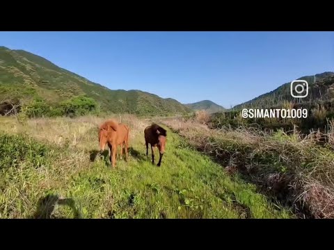 犬と馬たち、みんなおいで～。