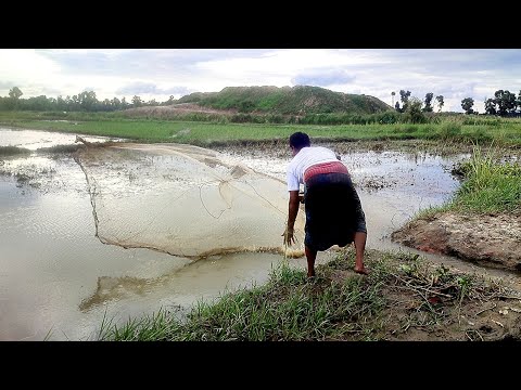 Cast Net Fishing Videos| Catching Lot of little fish by cast ne