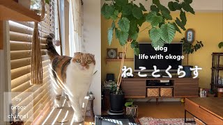 Life with a cat starts with breakfast/Small pleasures in daily life(CATVLOG)