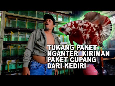 DAPET KIRIMAN CUPANG RKC DARI KEDIRI JAWA TIMUR