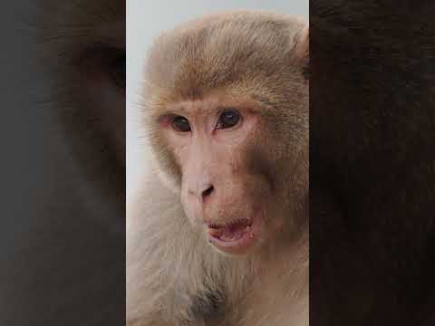 Misty Morning Monkey: A Real-Life Jungle Book Experience | Macaque #wildlifephotography