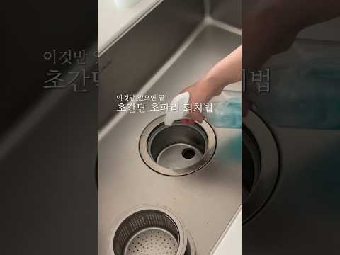 초간단 초파리 없애는 법 퇴치법 방법 제거 꿀팁