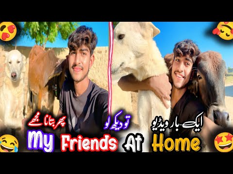 New funny and prank videos with 🐕 dog | funny video 😂❤️ with my dog and calf |