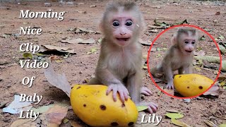 10-Day-Old Baby Monkey Lily🌱Activities Cute Baby Lily Learn To Walk Shaking Body, Mother Libby🐵!🦍