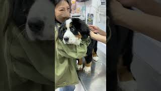 Bernese puppy Kaia’s cute reaction during her vaccine 😂  伯恩山寶寶卡亞打預防針 #bernese #puppy #cute #伯恩山犬