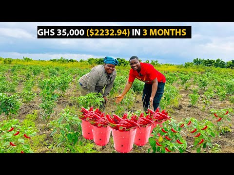 Chilli Pepper Farming Explained | How To Start a SUCCESSFUL CHILLI PEPPER Farm as a Beginner #pepper