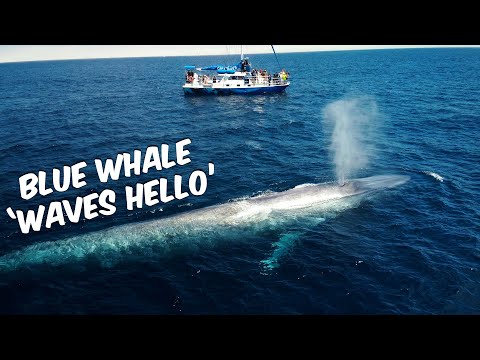 Blue Whale 'Waves Hello' 🐋👋 | Blue Whale Watching Off Dana Point, CA