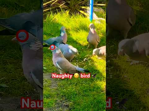 Bully bird!!! 👁️‍🗨️🦅🕊️ #shortsvideo #birds #pigeon #wildlif