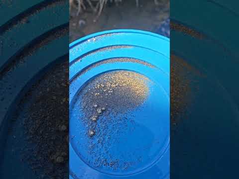 local gold 15 minutes from home! #goldmining #diy #goldpanning