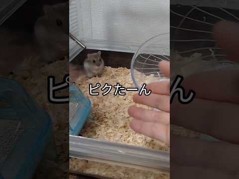 撫で回したい飼い主VS逃げるハムスター（ピク）#ハムスター #手乗りハムスター#もふもふ#可愛い#癒し#逃げる