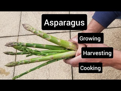 Growing, harvesting and cooking fresh asparagus | shokher bagan 2022