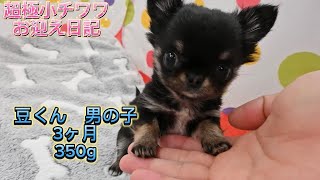 『超』極小チワワ　お迎え日記🐕