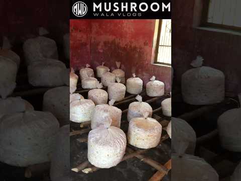 Oyster mushroom bag per spray kab kare paani kab daleh #shorts