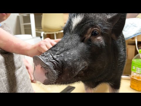 Pig likes to be whispered to with tweezers.