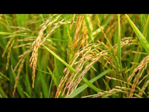 Control of Gaeumannomyces in rice, identification and symptoms.