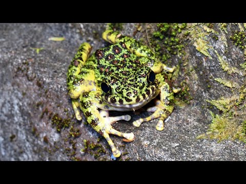 【作業用BGM】夜の奄美大島の沢 /A stream on Amami-Oshima Island at night 2023/04/13