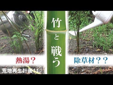 【garden DIY】I was skipping weeding. "Bamboo" has grown.Is the measure a herbicide or boiling water?