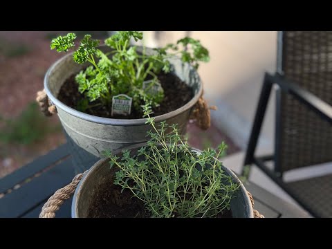 Grow your own herbs 🌿 and peppers it’s very rewarding and it saves a lot of money|chameleon girl