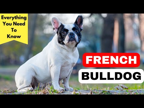 French Bulldog Breed Information - Everything You Need To Know About This Adorable Breed