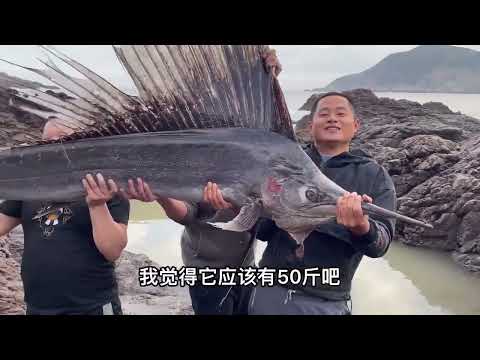 【阿向趕海】65斤巨物打窩 力擒超大石斑重達30斤 魚獲爆抓百斤 大賺4倍！