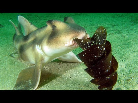 Facts: The Crested Bullhead Shark