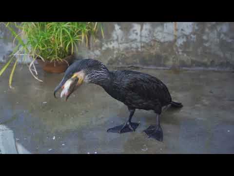 Cormorant eating fish tail