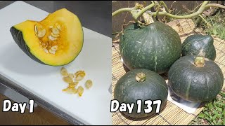 食べたかぼちゃの種を植えたら、大きなかぼちゃが4個も出来た！…  / How to grow squash from store bought squash