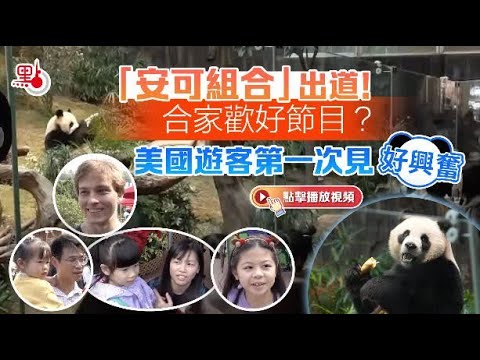 香港熊貓「安可組合」出道！合家歡好節目？美國遊客第一次見好興奮 Tourists excited to see HK's new panda Anan and Keke #香港 #熊貓 #panda