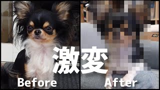 【激変】トリミングで別犬になったロングコートチワワ！