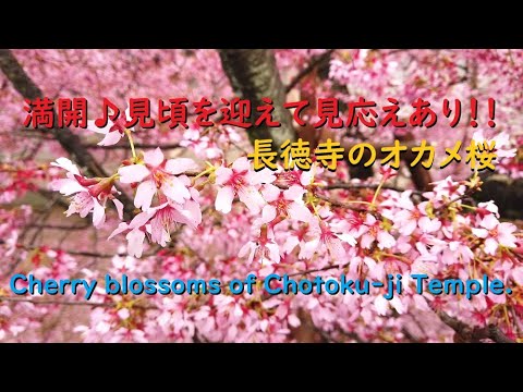 長徳寺のオカメ桜2020、見頃と開花状況【Cherry blossoms of Chotoku-ji Temple of Kyoto.】