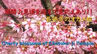 長徳寺のオカメ桜2020、見頃と開花状況【Cherry blossoms of Chotoku-ji Temple of Kyoto.】