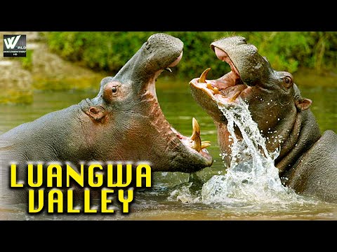 Luangwa Valley - अफ़्रिका का मरुस्थल लुआंग्वा नदी - Wildlife Documentary in (हिंदी)