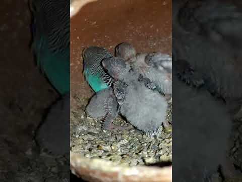 Budgie bird egg hatching Chicks Growth Day 19 #Viral #Shorts